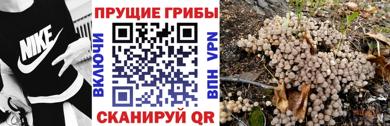 Псилоцибиновые грибы Psilocybine cubensis  сколько стоит  Можга 